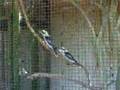 Loud laughing kookaburras