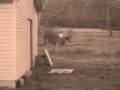 videos de Whoops....Me getting bucked off comanche