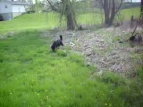 male k9