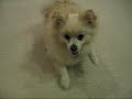 Pomeranian Puppy! -- Dolce - Part VI