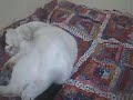 眠りネコ動画
