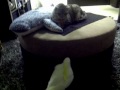 Funny Bird And Cats - Tough Friendship