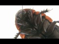 【グロ注意】 世界一のゴキブリ