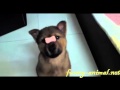 A Smart Dog - well trained
