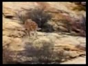 Christian the lion (en español) Christian the lion (en español)