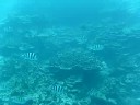 Dive Guam