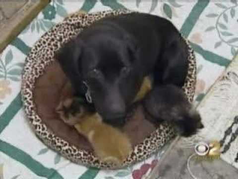 Mother's Day:The mothering instinct of animals.