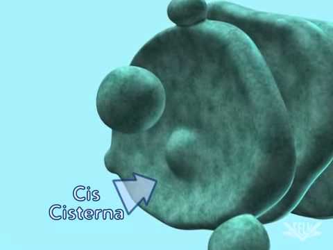 modification - Proteins are often modified and targeting to 'organelles'. aspects of Translation.