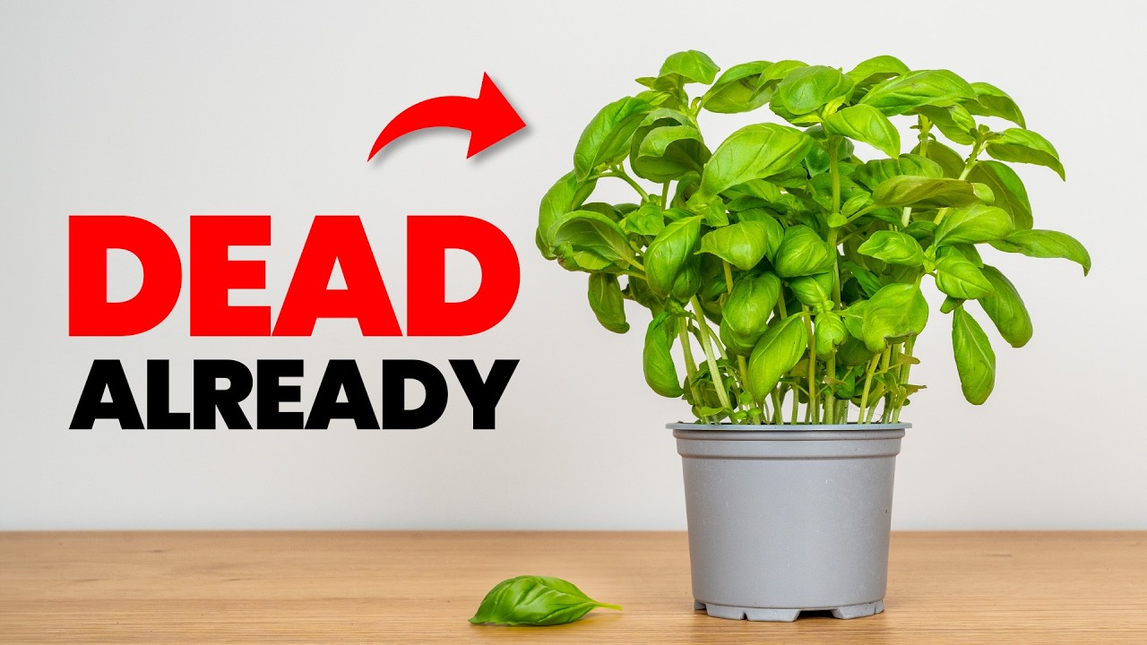 Why EVERY Basil Plant You Buy Dies In 1 Week