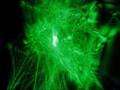 Dragon Lasers 250mW Spartan Patterns
