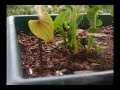Potato and Air Potato Vine Time Lapse Potato and Air Potato Vine Time Lapse