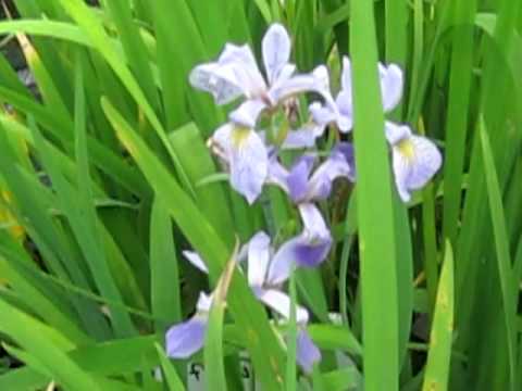 how to transplant purple iris