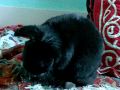 videos de Booter the Bunny takes a bath