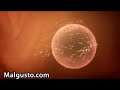 espermatozoide-fecunda-ovulo