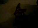 price as a puppy