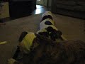 Nom Nom New Nylabones Nom Nom New Nylabones
