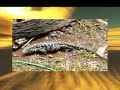 VIDEO MAIS VISTO YOUTUBE - LAGARTO
