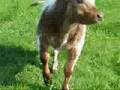 videos de Koe