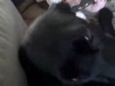 Piper Giggling at Roxie.wmv Piper Giggling at Roxie.wmv