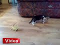 Bukalemun Gören Masum Kedi Çok Komik  yeni 2013
