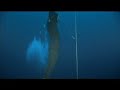 Herbert Nitsch -111m World Constant Weight Freediving record Herbert Nitsch -111m World Constant Weight Freediving record