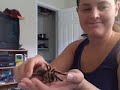 I know this is the longest video I've done, but I figured if I enjoy watching Renetto for 20 min, maybe someone would enjoy my spiders for 6 mins. Let me know if you like it, I can do more educational 'shows'. Check out our web site: www.amazingtarantulas.com ***Member of the ATS*** www.atshq.org