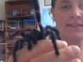 Tarantula Hobby...Big spiders!