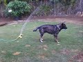 Moose plays in the Sprinklers