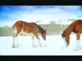 budwieser clydesdales budwieser clydesdales