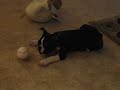 Spike Wants to Play Cenerfield Spike Wants to Play Cenerfield