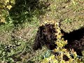 Loka pallar krusb�r