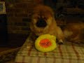 chow-chow-puppy-ushi-2.html