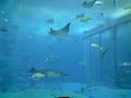 ジンベエザメ正面衝突の瞬間！＠美ら海水族館
