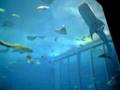 ジンベエザメ正面衝突の瞬間!@美ら海水族館