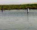 Tilapya Catching Tilapya Catching