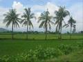 Koleksi Lagu-Lagu Samah - Bara yang ku too