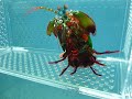 The Amazing Peacock Mantis Shrimp