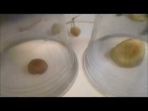 how to collect mushroom spores