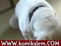 Seni Seviyorum Anne :) - Hayvan Videoları
