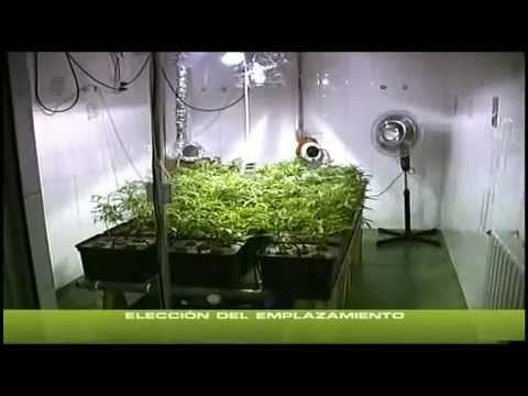 indoor - Dies ist die erste umfassende DVD über den Indoor-Cannabis-Anbau, mit einer Gesamtlänge von mehr als 4 Stunden. Produziert wurde sie unter der Leitung von PH...