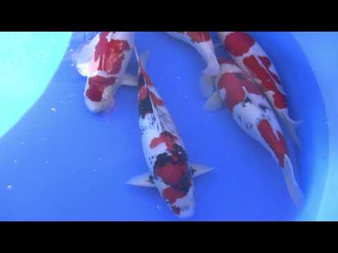 how to harvest koi