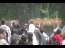 MC Hammer in Golden Gate Park