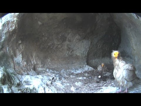 Egyptian vultures' family from the nest with the video camera - 2015