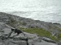 Avant Les Cliffs Of Moher