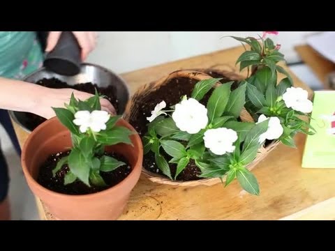 how to transplant impatiens flowers