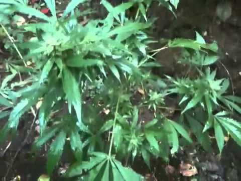 how to harvest outdoor sativa