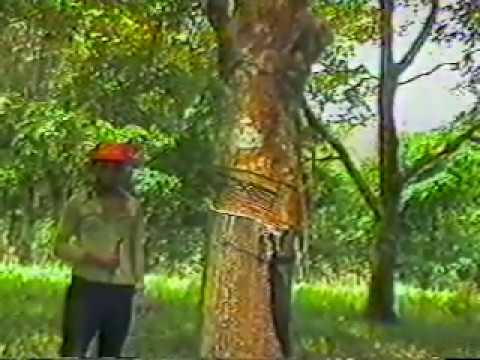 cultivo de caucho - Programa Dominicano