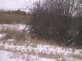 Coyote calling and bonus icefishing blooper.