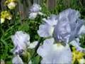 Relaxation video, nature paradise, spring flowers soft music