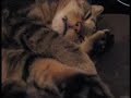 Sleeping Bastet
